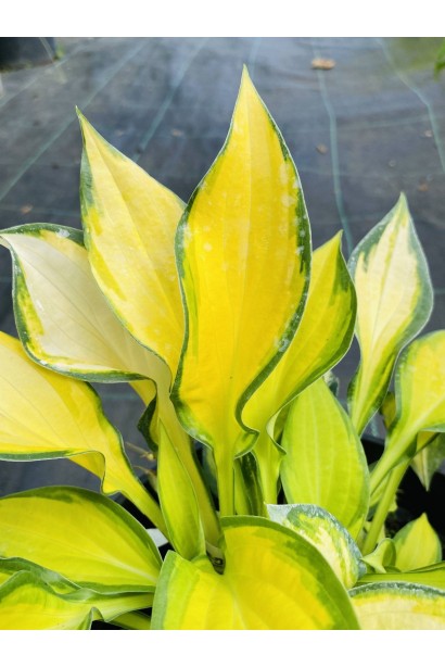 Хоста гібридна Голд Стандарт - 3л/вис.20-30см/Ø40-60см